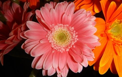 Image for article: Gerberas