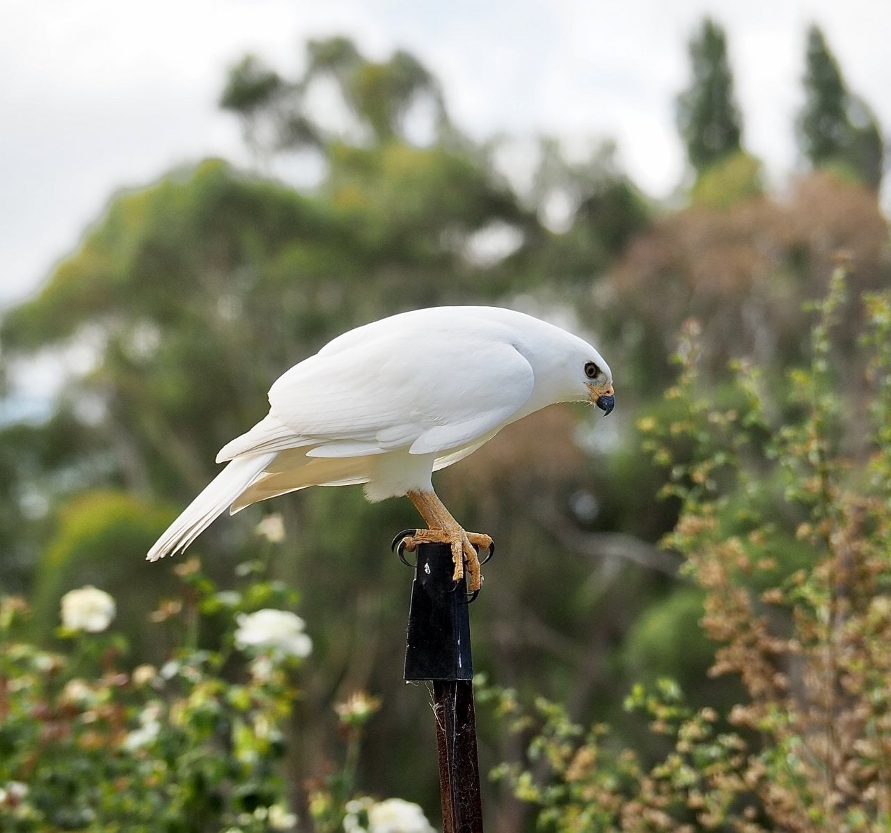A white morph grey goshawk.