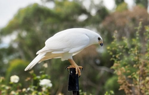 Image for article: Murray Watt’s licence to kill endangered species