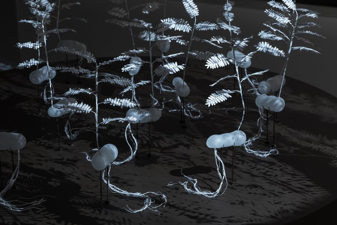 Detail of Jenna Lee’s Category of Significance: Ancestral (Tamarindus indica).