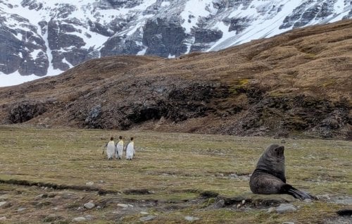 A seal and three penguins in Antarctica.